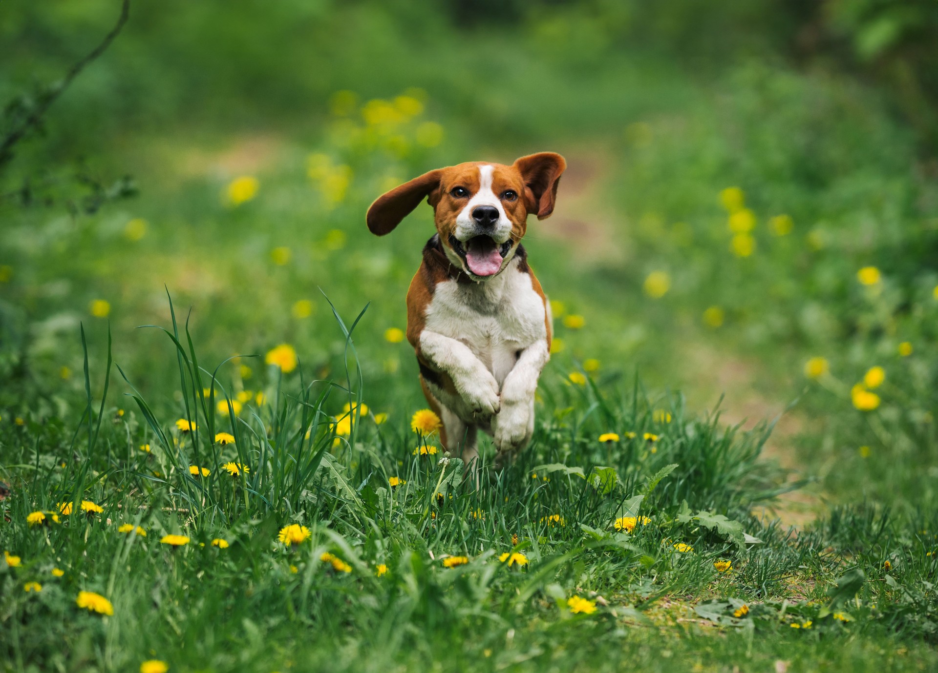 Running beagle dog on spring grass outdoor. Cute doggy playing on nature.