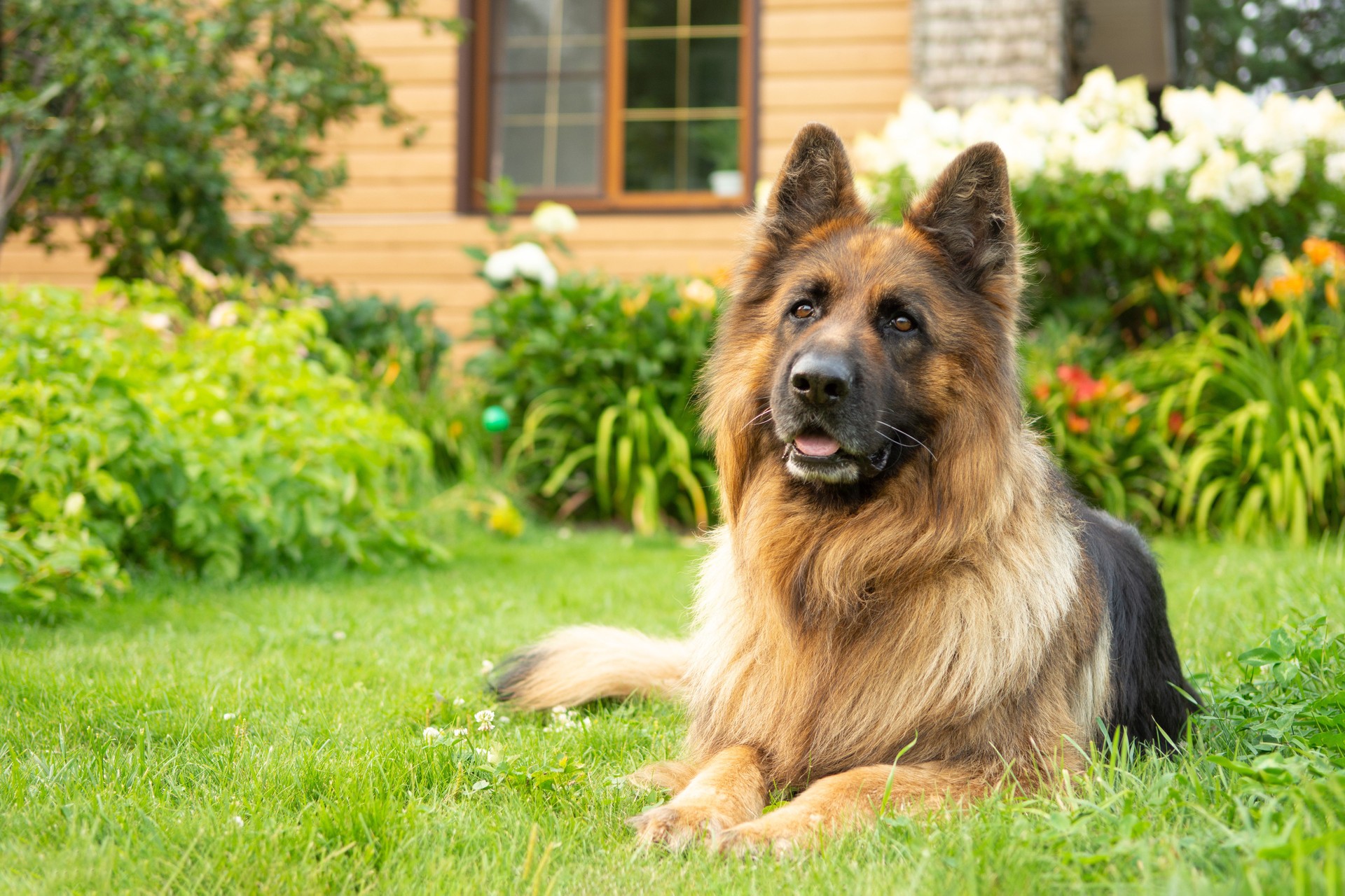 Happy smiling German Shepherd dog lying on the grass in front of a house